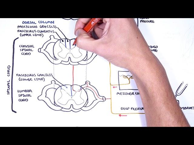 Sensory Tracts - Dorsal Column (Medial lemniscus) Pathway