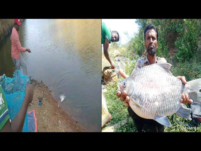 Fish hunting||amazing hargi carp fish catching|| fishing for hargi carp fish