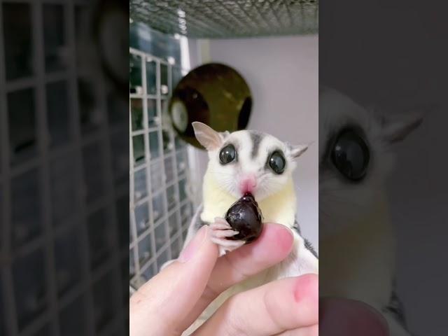 ブルーベリー食べる時の反応が面白すぎるww#フクロモモンガ #shorts