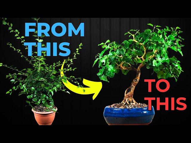 Ligustrum Bonsai Gets a STUNNING Makeover You Won't Believe!