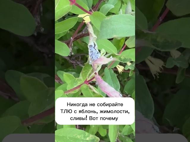 Никогда не собирайте тлю, вот почему #лайфхаки #огород #садоводство