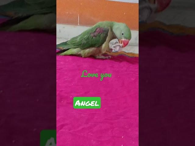 my angel 