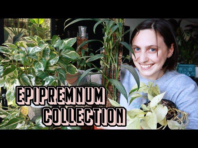 my entire EPIPREMNUM collection 🪴 Aureum, Pinnatum & Amplissimum