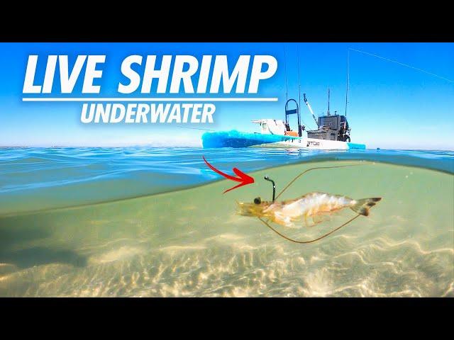 Multi-Species fishing with Live Shrimp - catch and cook