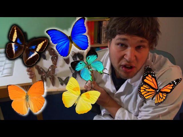 The Entomology Experience: STUDY ENTOMOLOGY! Entomology is not boring (ft. Bart Coppens)