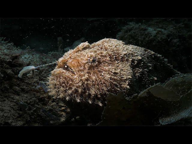 Earth's Living Odyssey Episode 2: The Open Ocean & The Deep Unknown