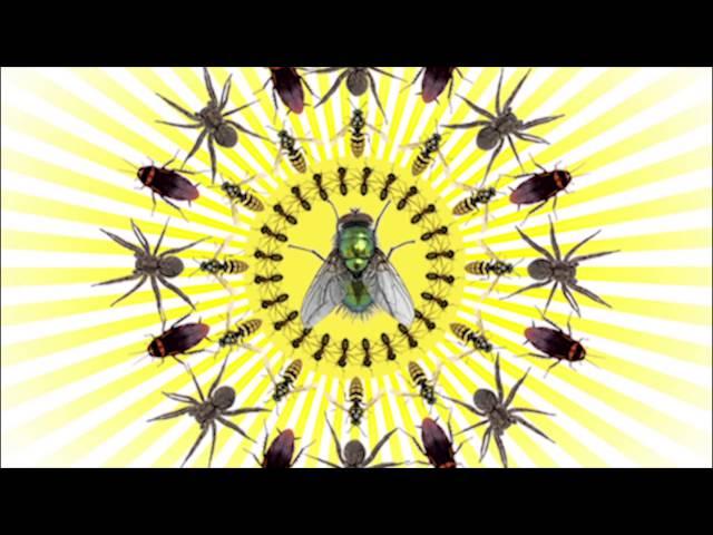Rose Pest Solutions  Summer Pests