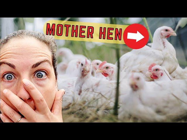 Look At All Those Chickens!  Wild Forest Chickens Caught On Camera - REOLINK