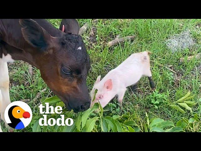 Rescued Tiny Piglet And Baby Cow Adopt Each Other | The Dodo Odd Couples