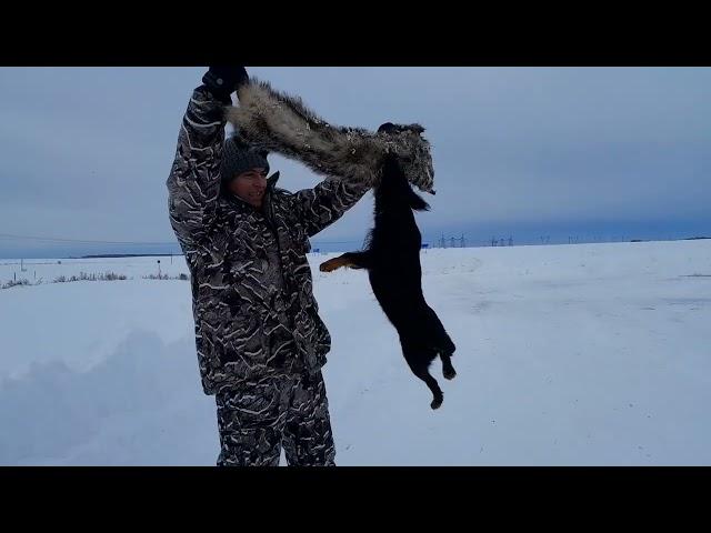 Это ЧУПАКАБРА а не собака.Не оторвать от шкуры барсука.