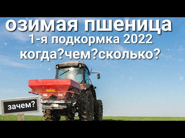 Озимая пшеница 2022 ранневесенняя подкормка