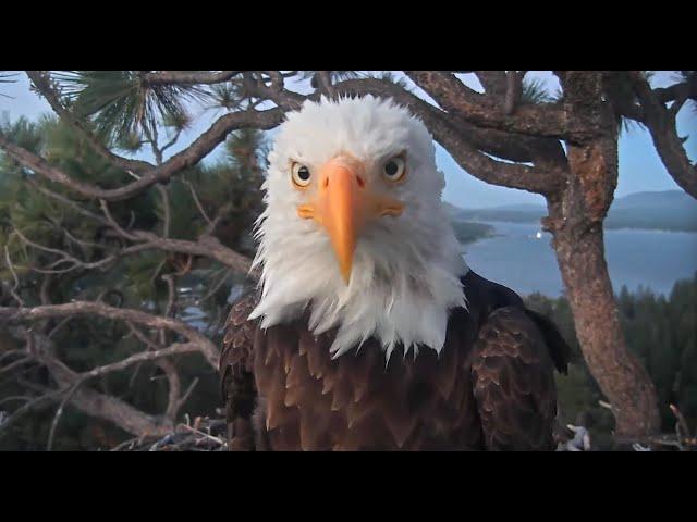 July 26, 2024: Shadow tidies up scattered sticks; Jackie aerates the nest  Clear windy evening