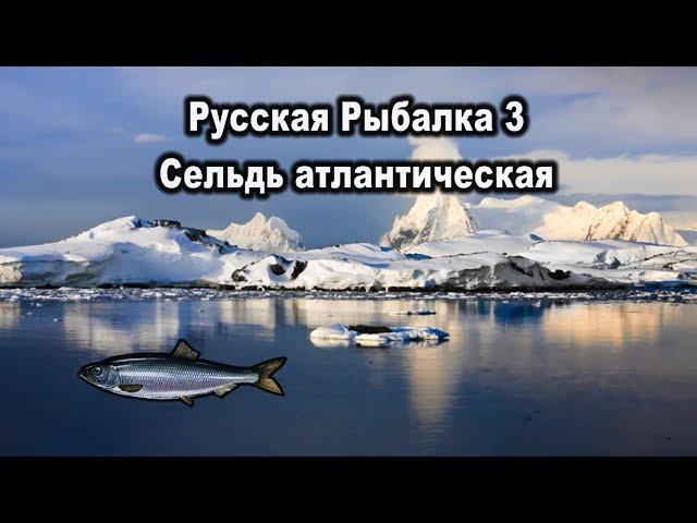 Русская рыбалка 3. (Russian Fishing). Сельдь атлантическая.