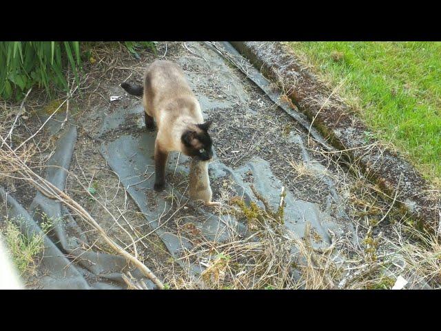 Rabbit Escapes Cat, Gets Eaten by Owl || ViralHog