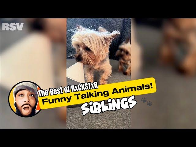 Best of RxCKSTxR Funny Talking Animal Voiceovers Compilation #1