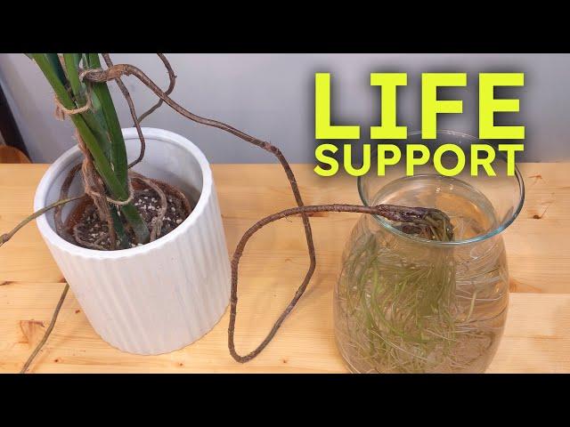 Aerial Root Survival Hack (Preventing Root Rot During Winter)