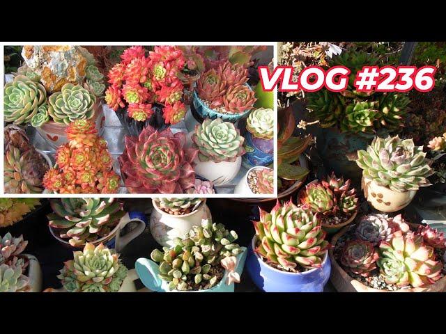 BEFORE & AFTER | New Succulents for Area One | VLOG #236 - Growing Succulents with LizK