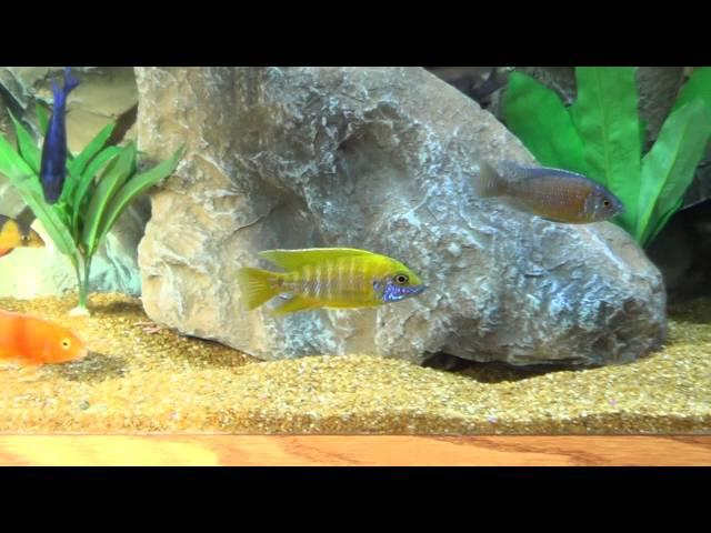 Natural Light African Cichlids