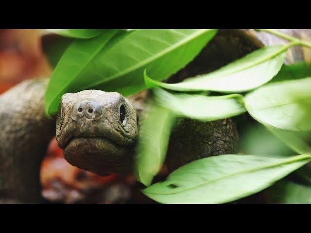 Spy Tortoise Adopted by Chimpanzee | Spy in The Wild | BBC Earth
