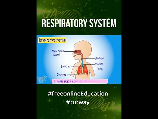 Explainer Video on Respiratory System    #tutway #freeonlineeducation #Science #respiratory #system