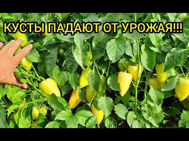 Финальные подкормки перца для большого урожая