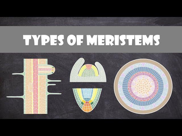 Types of Meristems | Plant Biology