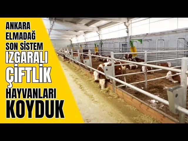 ANKARA ELMADAĞ Son sistem ızgaralı çiftlik Hayvanları koyduk￼ ￼