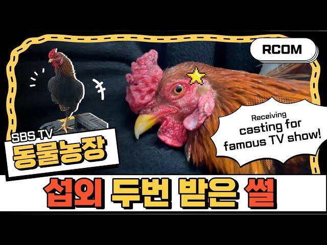 The story of receiving two castings for  famous TV show , SBS Animal Farm - Chicken bolt and quails