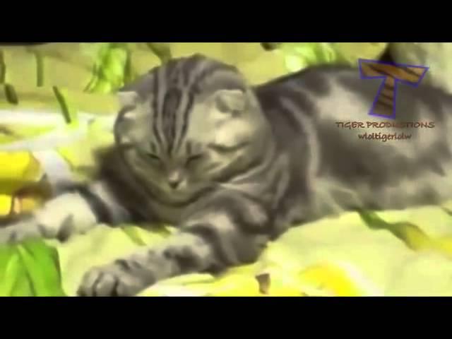 Видеоподборка забавных котов (лучшее)