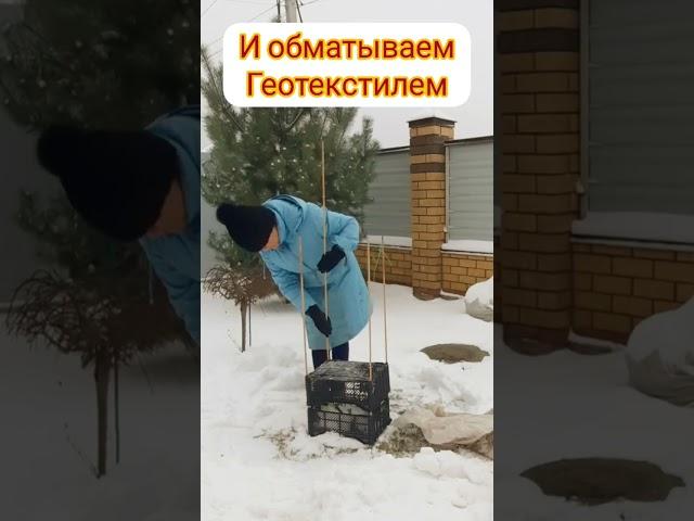 укрытие рододендрона На зиму