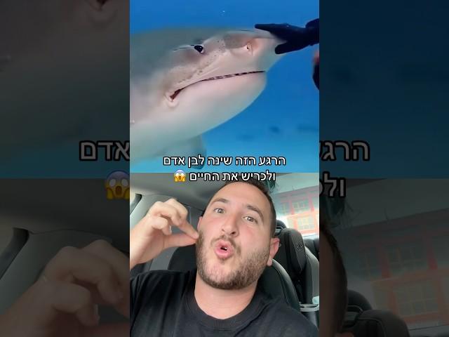 החבר הכי טוב שלי הוא כריש 