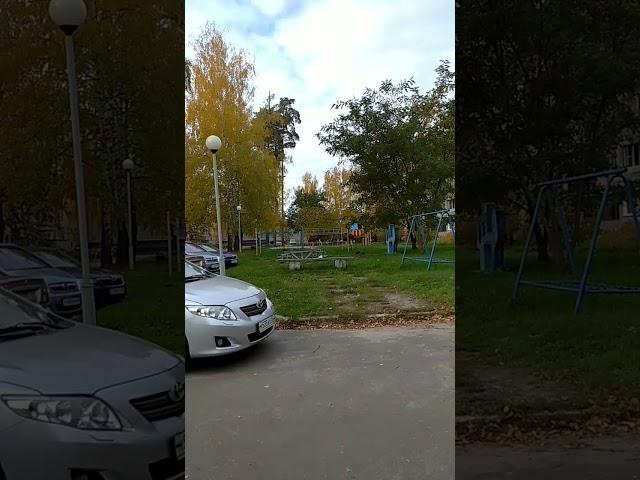 Лоси в городе!