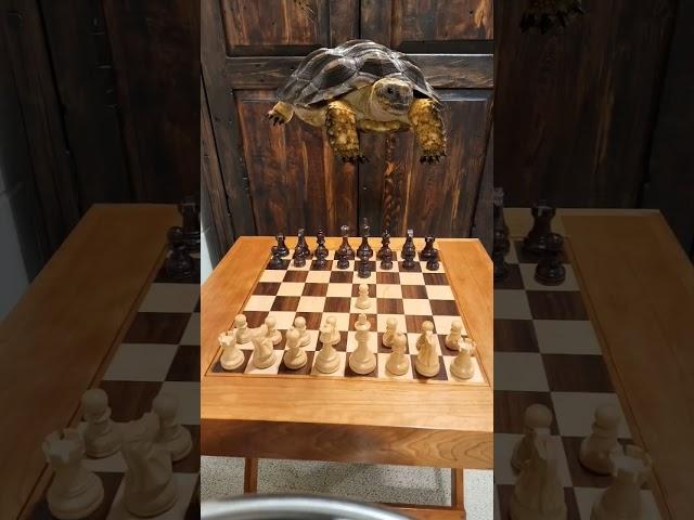 The SLOWEST Chess Opening!