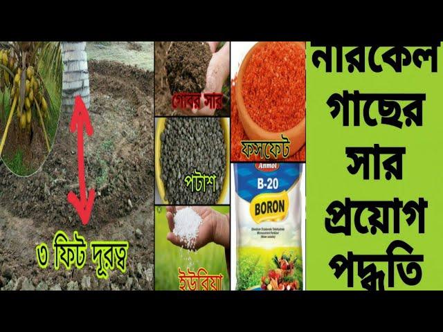 নারকেল গাছে কোন কোন সার প্রয়োগ করবেন/Narkel gacher sar proyag/fertilizer supply in coconut tree