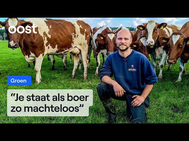 Koeien van boer Sám hard getroffen door blauwtongvirus | Oost