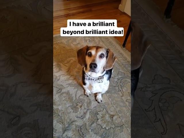 It’s a brilliant idea because I’ll get treats after!  #cutedogs #funnydogs #short #beagles #shorts