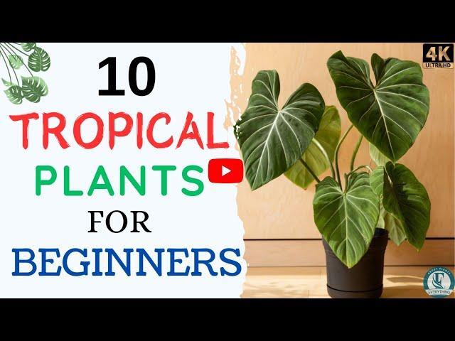 10 Easy To Grow Tropical Plants | Tropical Indoor Plants | Tropical Houseplants For Beginners.