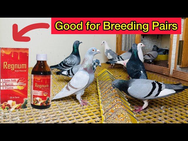 Breeding tips for Racing Pigeons | Pakistani pigeon loft