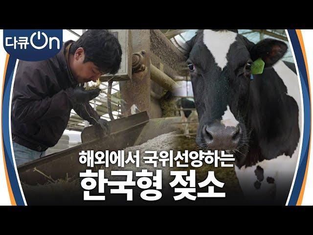 해외에서 국위선양하는 한국형 젖소  [다큐ON-Docu ON] | KBS 241130 방송