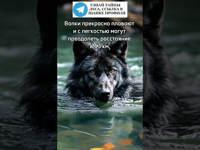 Волки прекрасно плавают #волк #волки #животные #лес #природа