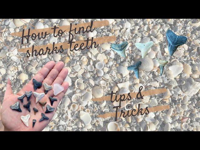 How to find shark teeth - TIPS & TRICKS