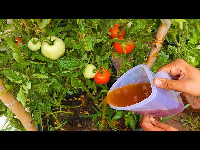 It Will Double Your Tomato Harvest with Incredibly Affordable Fertilizer, Just 2 Things Combined