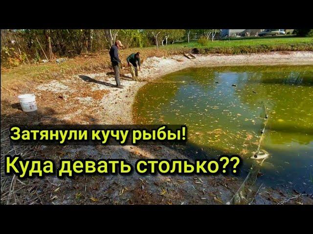 Отлов рыбы в собственном пруду. Рыбалка сетью. Рыбалка.