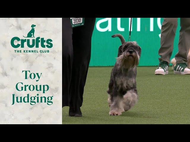 Toy Group Judging | Crufts 2024