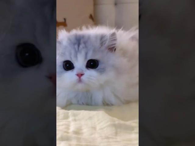 Imut, lucu dan bikin gemes!! Pet part 1 #cutecat #kitten #animals #pets #catlover #shorts