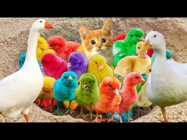 Transport cute chicks, Colorful Chicks, Rabbits, Duck Pekin, Marmot, Turtle, Catfish, Cute Animals