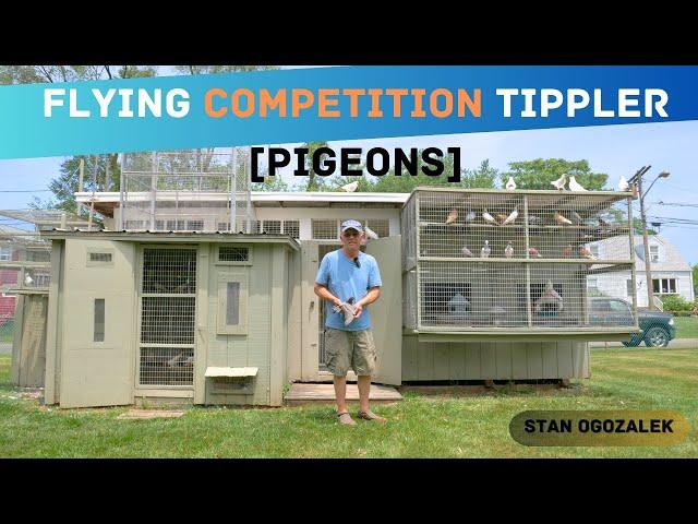 Flying Competition Tippler [Pigeons] - Loft Tour Stan Ogozalek