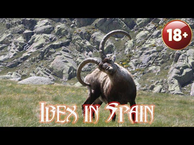 Hunt Ibex in Spain