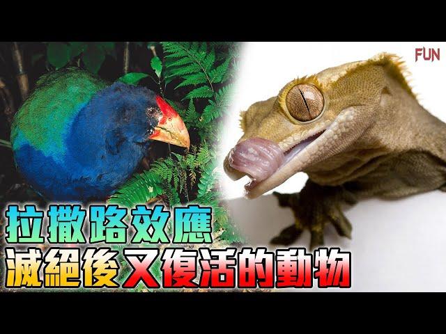 已滅絕的活化石生物，在野味市場被發現了？| 消失了80年的動物，又再次出現了！| 絶境中復活的動物