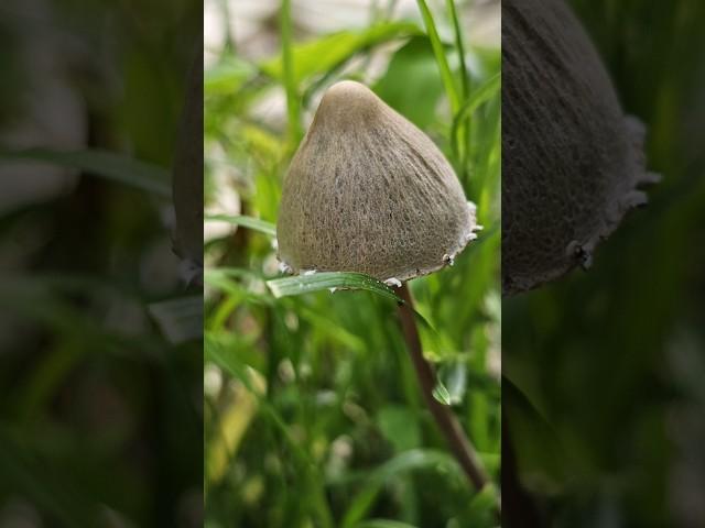 Panaeolus, a genus of Fungi. #photography #shorts #macro #viral #nature #mushroom #fungi #beauty